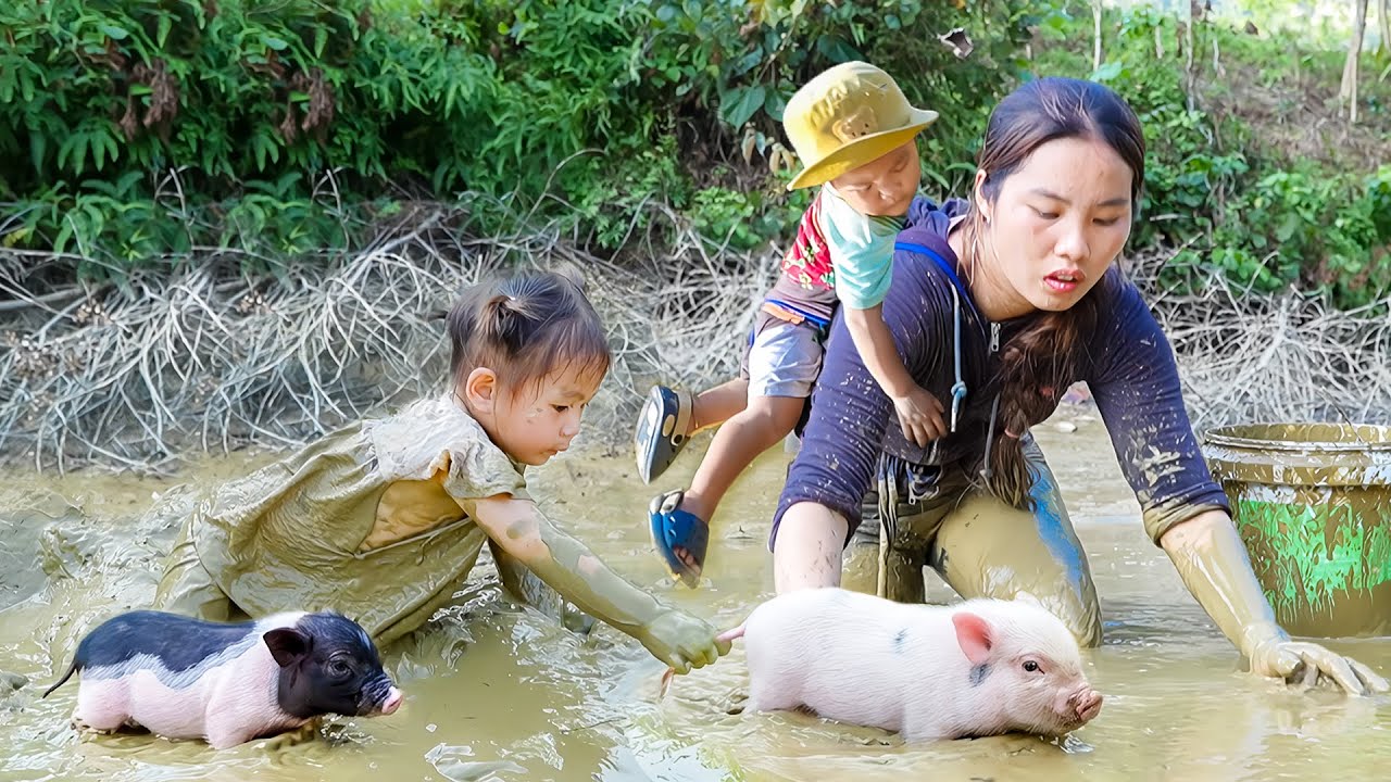 Taking care of Newborn piglest - Harvest River fish to Sell at the Market with my kids