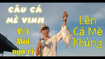 #huyho #caucagiaitri Câu Cá Mè Vinh với Mòi Ngò Rí tập 3