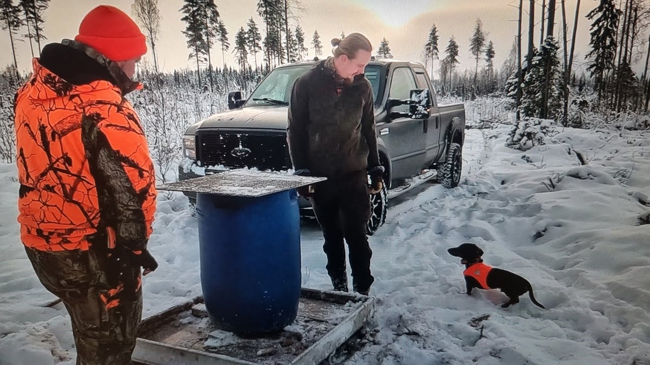 Kauriin ruokinnan aloitus ja pikku kytistelyt