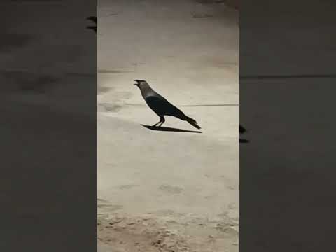 craw ||#shortsfeed #viral #craw 🐦‍⬛