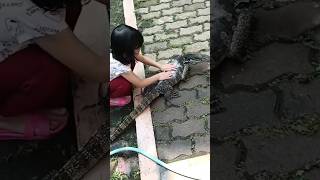 Cara memandikan biawak #pets #monitorlizard #reptiles #dragon #lizard #biawak #komodo