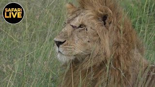 safariLIVE - Sunset Safari - February 5, 2019