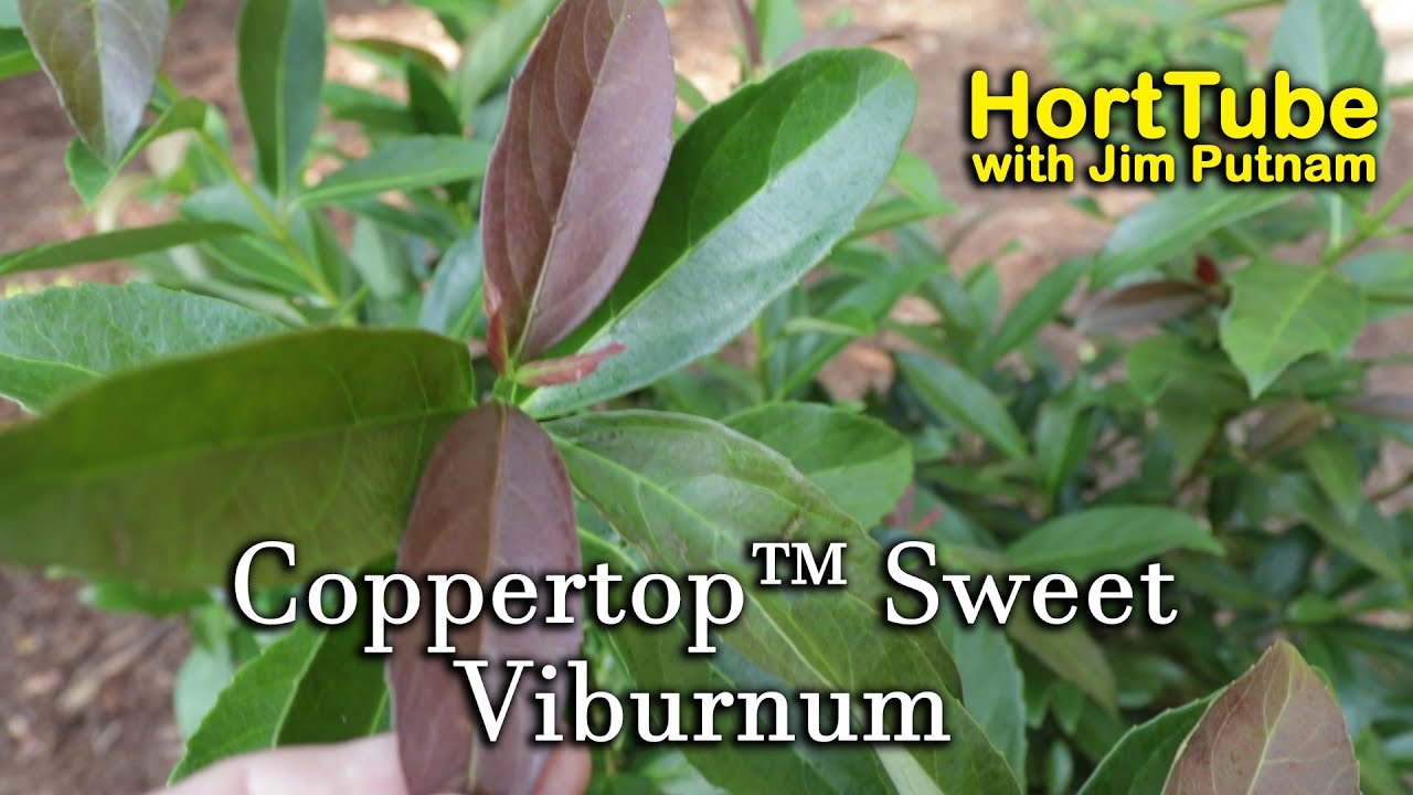 Coppertop™ Sweet Viburnum Evergreen, Flowering, Awesome Foliage YouTube