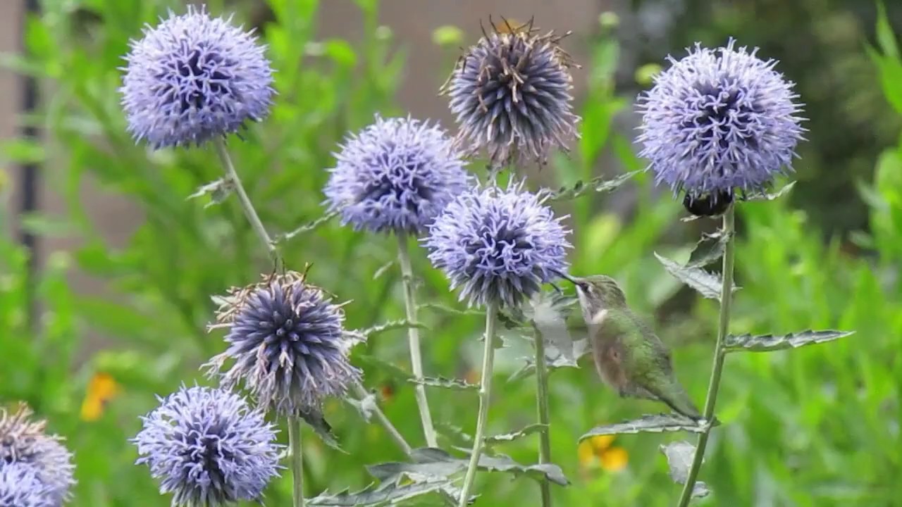Sunny perennial for hummingbirds, Echinops ritro