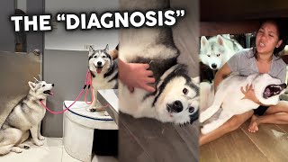 Seizure Case: Mother & Daughter Siberian Husky dog