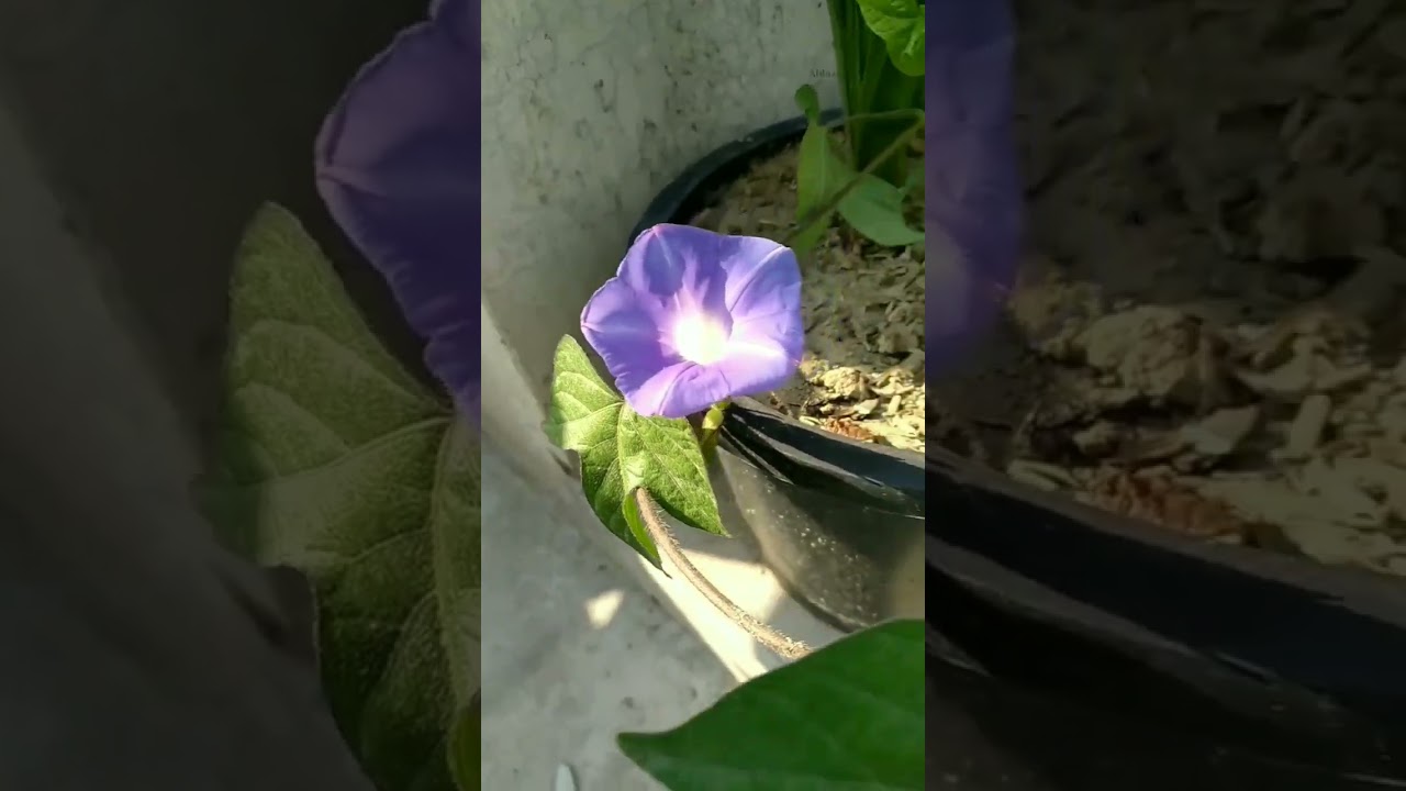 Indian Morning Glory...