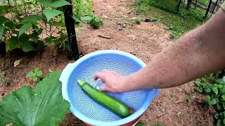 Tips and tricks - TOMATOES - CUCUMBERS - PEPPERS - POLEBEANS - Do now to MAX YIELDS #garden