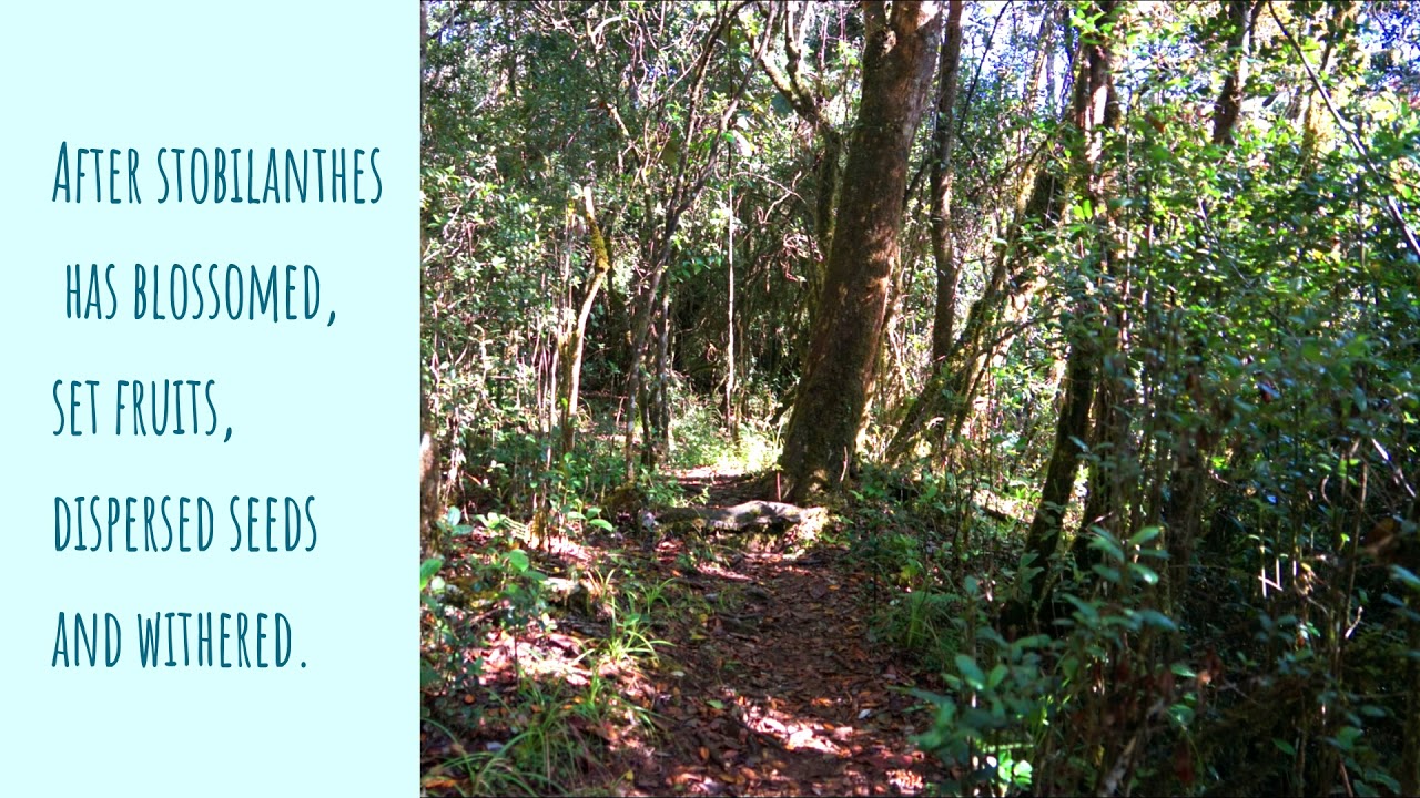 Stobilanthes - Biodiversity of Sri Lanka- Floral Diversity