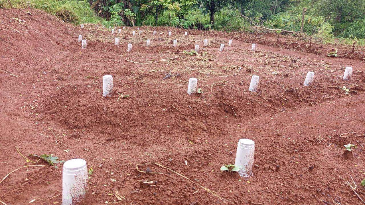 INOVASI TERBARU TANAMAN SEMANGKA 2026 HUJAN LEBAT 