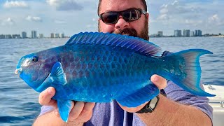 Florida Multi-species Inshore Fishing.  I Rented a Boat.