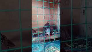 Download Lagu Tekukur Minta Kawin Kawin Kawin #perkutut #perkututlokal #tekukur #tekukurgacor MP3