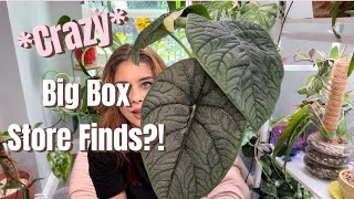 A Really Unique Plant Haul 🌱 | =)