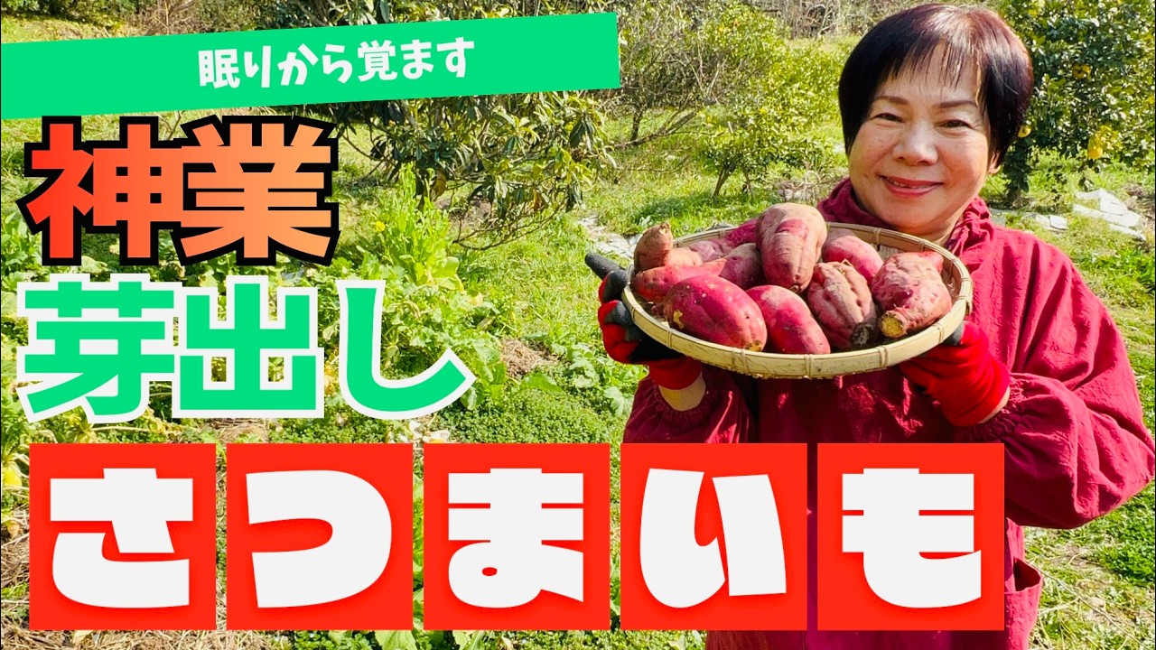 さつまいもを「休眠打破」して芽出しをしていきます