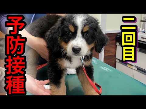 【子犬】ドギドキ😳初病院‼️予防接種‼︎バーニーズマウンテンドッグ