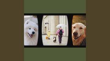 Remarkable Ambience for Lazy Puppy Afternoons