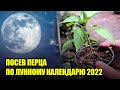 Самый Точный Прогноз Для Посева Сладкого Перца На Рассаду 2022 / Лунный Календарь 2022