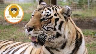 Jasmine Tiger is one cool cat! 3D 180VR
