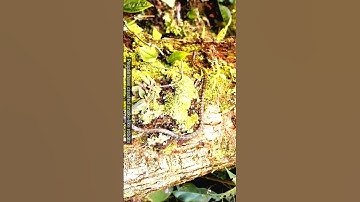 snake robot locomotion explained #snakerobot