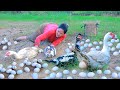 Women Catch Duck egg meet snail in forest - Cooking Duck egg  Eating delicious HD