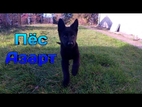 Хендай черный пес