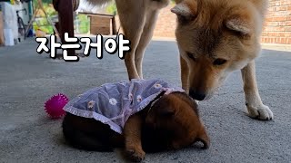 삼용이가 달라졌어요