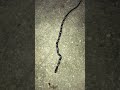 Krait (Krait Snake) In Nepal