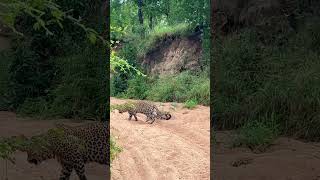 Adorable Chaos: Mother Leopard with 3 Tiny Cubs!