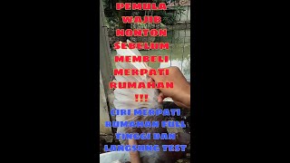 Ciri ciri merpati rumahan yang full tinggi dan langsung di tes terbang
