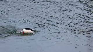 Common Merganser