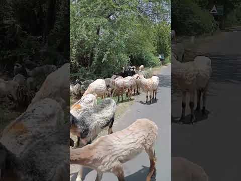Sheep 🐑 of