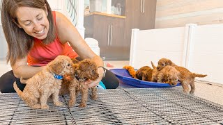 Potty Training Our 4 Week Old Goldendoodle Puppies by Doodles of NC 18,549 views 5 months ago 13 minutes, 19 seconds