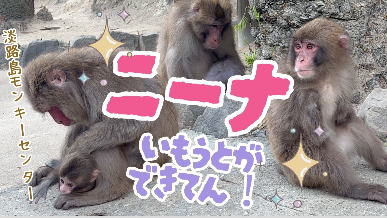 ニーナにかわいい妹ができました！【淡路島モンキーセンター】兵庫県洲本市