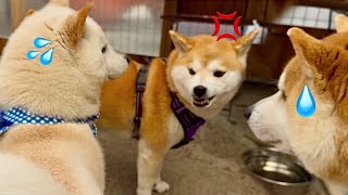 春の陽気に変な空気になってしまい温厚な柴犬の女の子がキレてしまいました(笑)