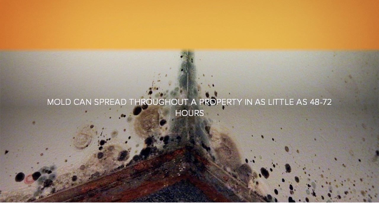 Mold Testing & Mold Remediation in Denver, CO YouTube