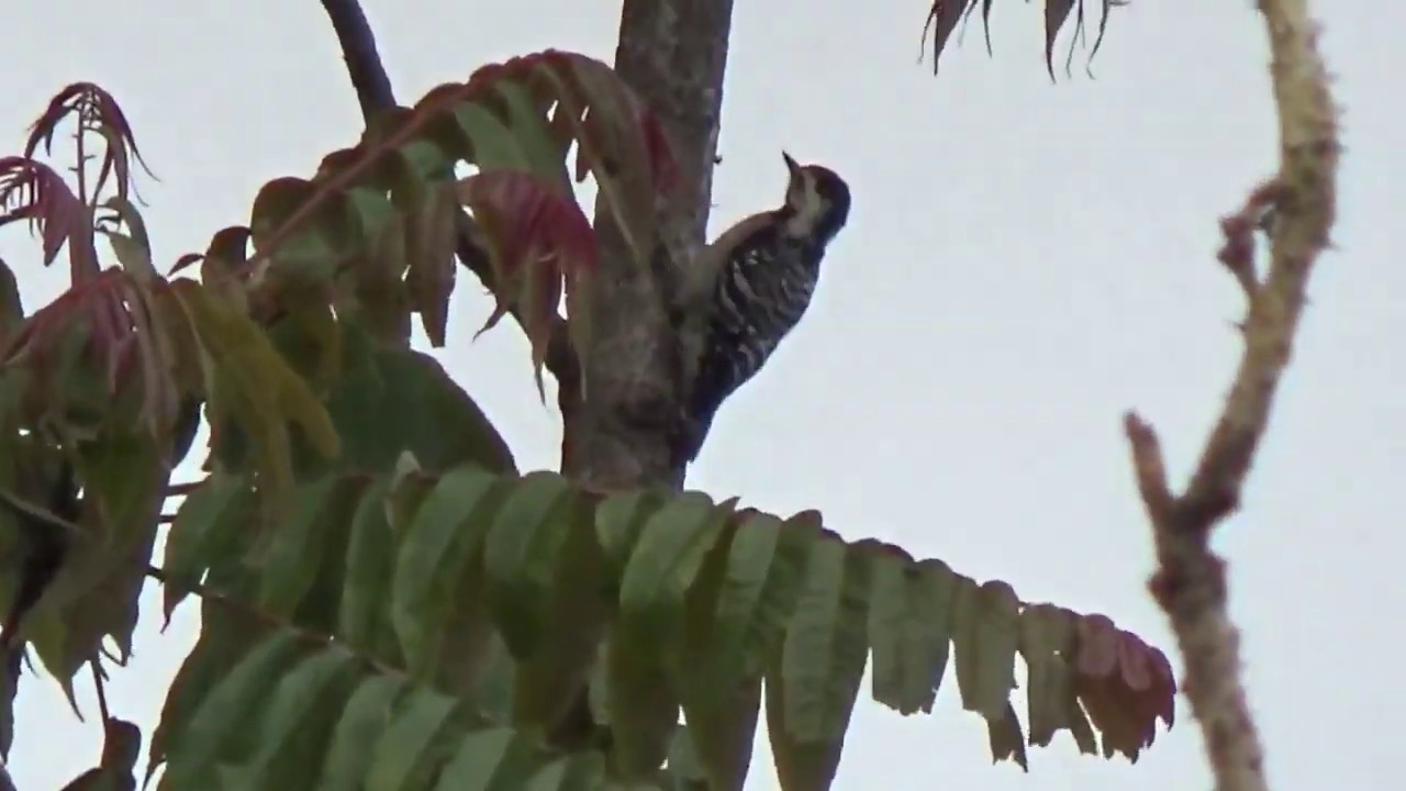 Burung Pelatuk 
