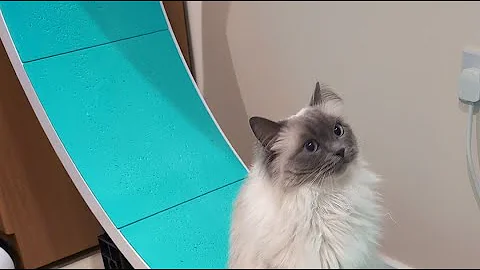 Watch the video about The Floof Tales is live! Evie on her wheel