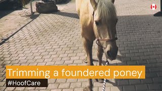 Hoof Care Trimming A Foundered Pony