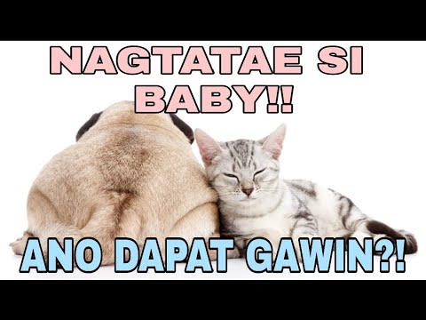 Video: Mga Sintomas Ng Long Term Pagtatae - Pusa