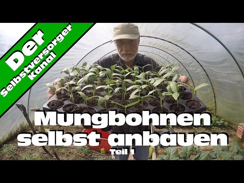 Video: Was sind Mungobohnen: Tipps zum Anbau von Mungobohnen im Garten