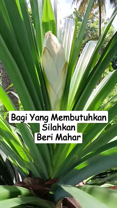 Bunga Pandan Asli Masih Di Pohonnya!
