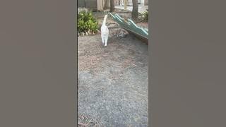 [女木島] 神社の白猫の夕方（Megijima）｜Cat Island Japan Peaceful White Cat at the Shrine on Megijima神社裡的白貓傍晚時光