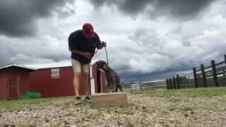 Introducing the Whoa Command to Bird Dogs