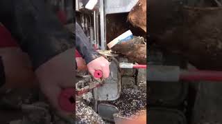 Cow Hoof Trimming - maintain a well balanced healthy foot and corrects any existing hoof problems