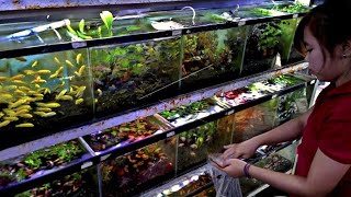 FISH BUSINESS IDEAS: FRESHWATER ORNAMENTAL FISH CULTIVATION IN AQUARIUMS