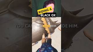 RIDING A BLACK OX BEETLE IN GROUNDED