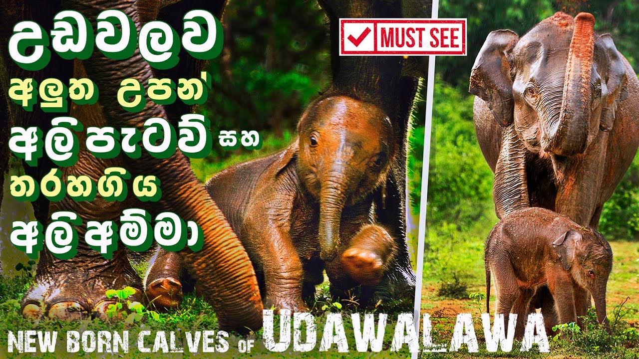 උඩවලව අලුත උපන් පුංචි අලිපැටව් සහ තරහගිය අලිඅම්මා ( New Born Elephant Calves of Udawalawa )