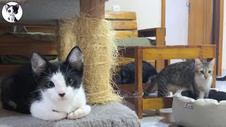Reactions of rescued kittens to 10 big cats for the first time meeting