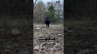 Rufus is about to be a dad again. #rufusthebull