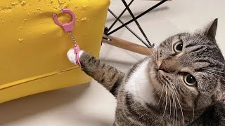 Funny Cat Compilation 2026: Cats With Zero Brain Cells Part 12