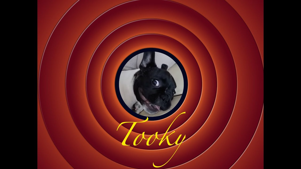 Watch Funny french bulldog 🐕🎃🎃 on YouTube Watch Funny french bulldog 🐕🎃🎃 on YouTube